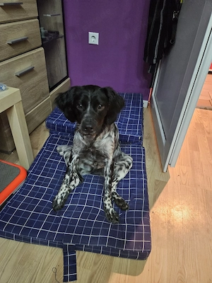 Bretonen Münsterländer 