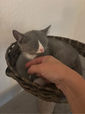 kitten babys