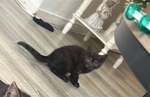 kitten suchen neues zuhause 