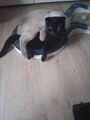 Bkh  mix Kitten sucht 