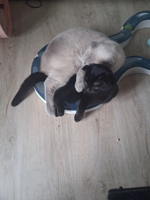  Unser Bkh Mix Mädchen sucht 