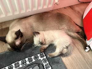 Siam Kitte Mädchen Maikätzchen:)