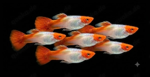 Koi Guppy Guppys Poecilia reticulata 
