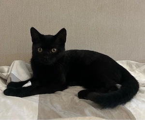 Bombay, Katzen