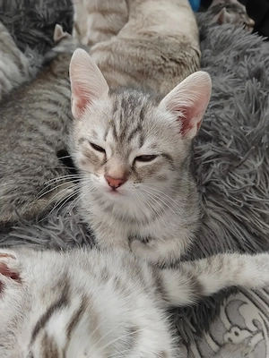 Bhk mix siam liebevolle katzen und sher verspielt 