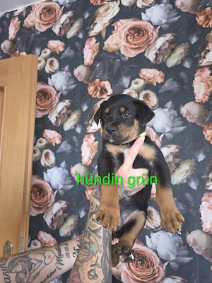 Wunderschöne Rottweiler Mischlinge 