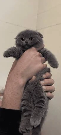 britisch kurz haar kitten 