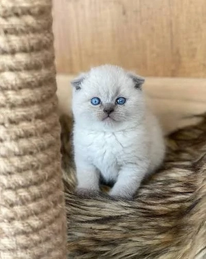 britisch kurz haar kitten 