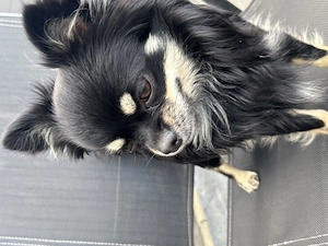 Chihuahua Sascha sucht ein neues zu Hause 