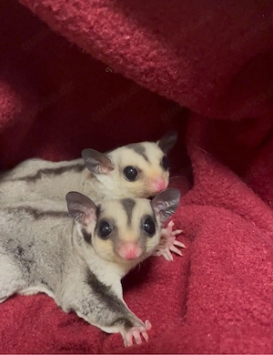 Sugar Glider Weibchen 