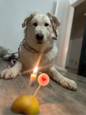 Ein Zuhause für Buddy