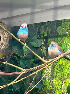 Bengalos Schmetterlingsfinken Pärchen