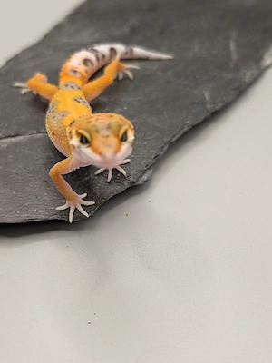 Eublepharis macularius - Leopardgecko