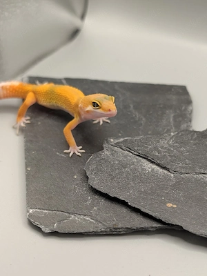Eublepharis macularius -Leopardgecko 