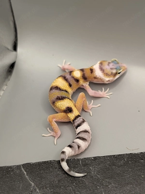 Eublepharis macularius - Leopardgecko