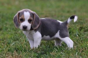 Weiblicher Beagle-Welpe