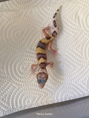 Eublepharis macularius - Leopardgecko 