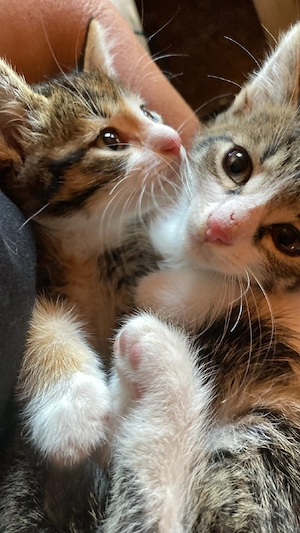 kater sucht neues Zuhause 