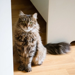 Eine junge Katze Kate mit einem buschigen Schwanz