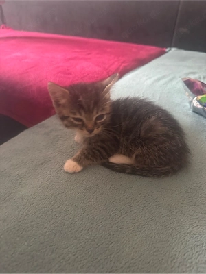 Weiblich 7 Wochen altes Kitten 
