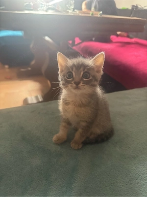 Kitten 7 Wochen alt 