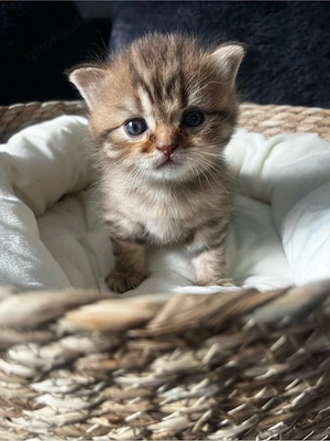 reinrassige BKH kitten 