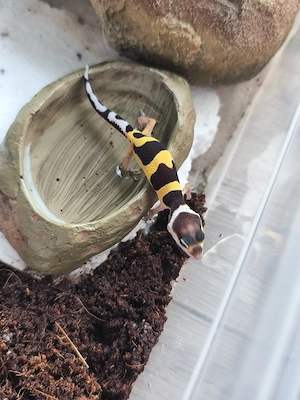 Leopardengecko Baby's frisch geschlüpft. 