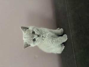 Bkh kitten mädchen reserviert