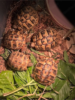 Schildkröten