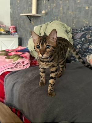 bengal kater 