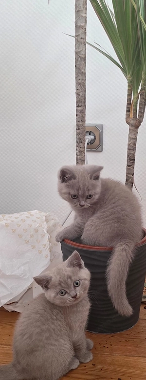 BKH-Kitten
