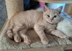 Britisch kurzhaar Kater mit Stammbaum BKH creme