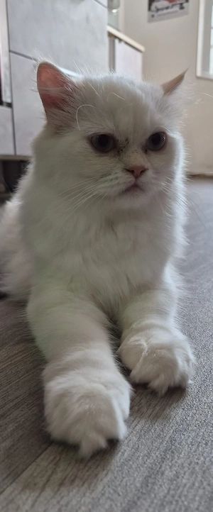 1 weißer Perserkater mit blauen Augen 