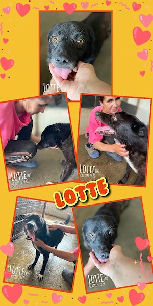 liebevolle, sanfte, wunderschöne Hündin "Lotte" sucht ein liebevolles Zuhause