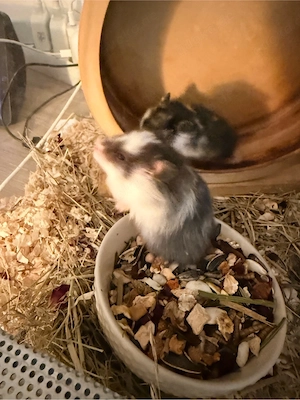 hamster baby