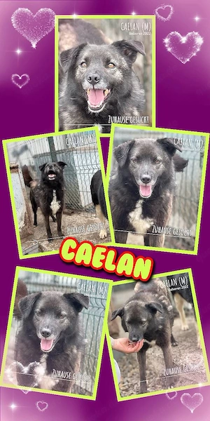 sehr lieber, offener, menschenbezogener, wunderschöner Rüde "Caelan" sucht ein Zuhause