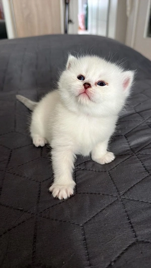 British Shorthair Babykatze