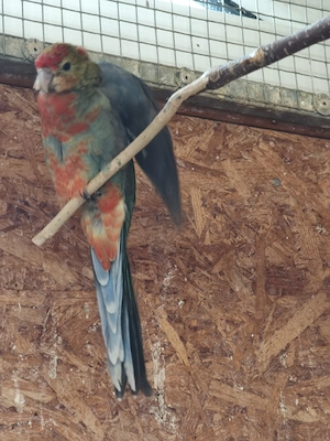 Stanleysittiche 