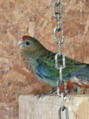 Stanleysittiche 