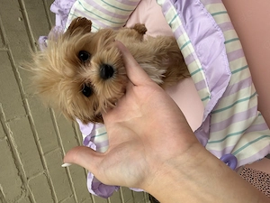 Zuckersüßes Maltipoo Mädchen 4,5 