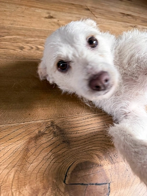 Blanca, ist unsere kleine Kuschelmaus