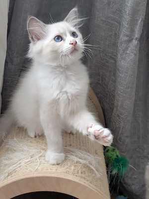 Reinrassige Ragdoll Kitten 