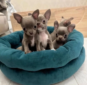Chihuahua welpen 
