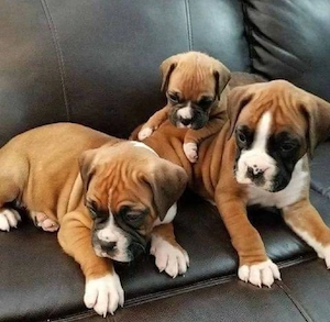 Boxer Welpen