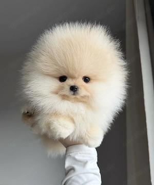 Zwergspitz (Pomeranian) Welpen!!