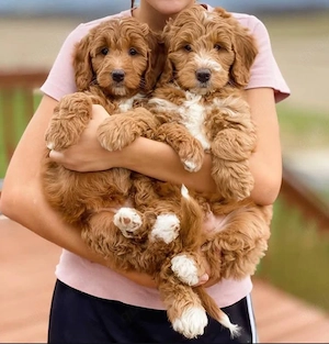 Super Maltipoo welpen 