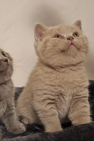 BKH Kitten Reinrassige  