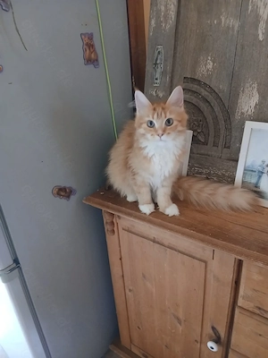 Reinrassiges Maine Coon Mädchen in der seltenen Farbe rot mit hübschem Gesicht und tollen Pinseln