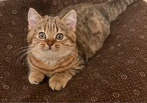 Kitten in liebevolle Hände abzugeben 