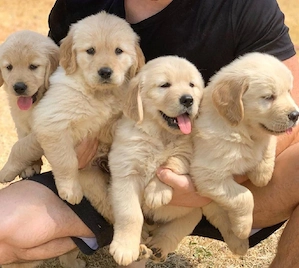 Golden retriever welpen 